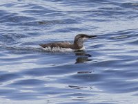 Guillemot_MG_6268.jpg