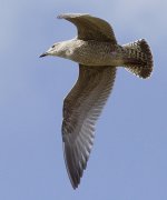 Herring Gull_MG_6237.jpg