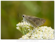 MediterraneanSkipper800.jpg