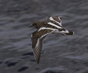 Turnstone_MG_6471.jpg