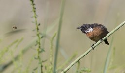 Stonechat_G9A0168.jpg