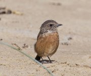 Stonechat_G9A0550.jpg