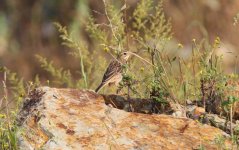 Richard's Pipit.jpg