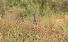 Yellow-breasted Bunting.jpg