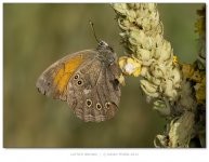 LatticeBrown800.jpg