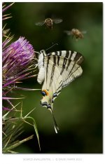 ScarceSwallowtail800.jpg