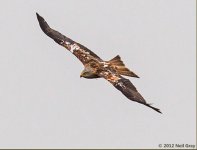 Muggleswick_wt23 Cumbrian kite.jpg