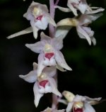 Epipactis Helleborine Achlorophyllus.jpg