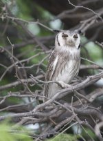 Owl Kalahari.jpg