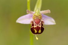 Bee-Orchid---J4F9581.jpg