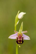 Bee-Orchid---J4F9606.jpg