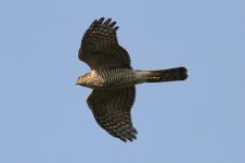 Eurasian Sparrowhawk.jpg