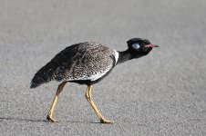 Southern Black Korhaan za 2.jpg