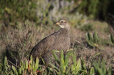 Cape Francolin za 1.jpg