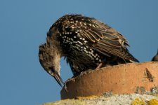 Starling Better 1 1600px.jpg