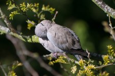 Collared Dove Better 1 1600px.jpg