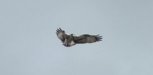 5.osprey north moors (2).JPG