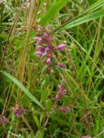 Red Bartsia Coney Meadow.jpg