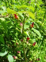 Water Figwort Salwarpe.jpg