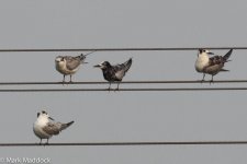 2205_White-winged Black Terns.jpg