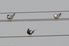 2207_White-winged Black Terns.jpg