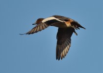 wigeon.jpg