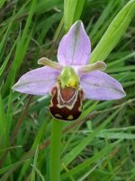 bee orchid upload.jpg