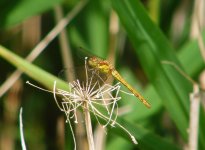 Common Darter Coney Meadow.jpg