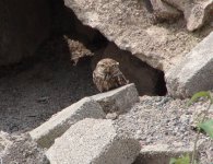 little-owl-013.jpg