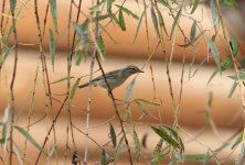 Arctic Warbler.jpg