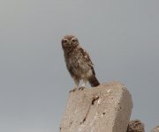 little-owl-019.jpg