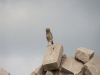little-owl-020.jpg