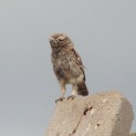 little-owl-021.jpg