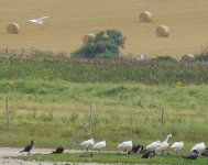 EGRET & SPOONBILLS.jpg