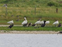 SPOONBILLS close.jpg