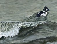 Up From a Dive - Common Goldeneye.jpg