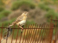 Interesting Pipit 2.jpg