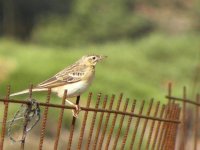 Interesting Pipit.jpg