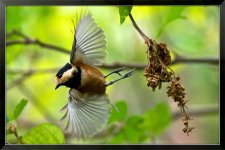 Varied-Tit-1-XL.jpg