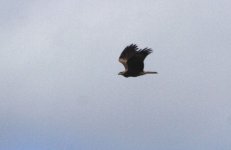 18-09-12BlackKite029CanalScrape.jpg