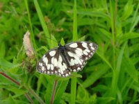 Marbled White Coney Meadow.jpg