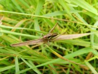 Grasshopper Coney Meadow.jpg