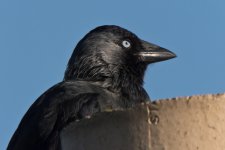 Jackdaw 1 1600px.jpg