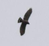 Broad-tailed Hawk.jpg