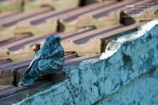 nightjar, grey002.jpg