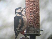 Greater Spotted Woodpecker.jpg