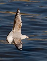 Black-headedGull4.jpg