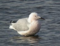 Larus genei 001 (Medium).jpg