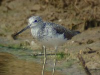 greenshank_00.JPG