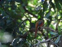 malabar trogon_00.JPG